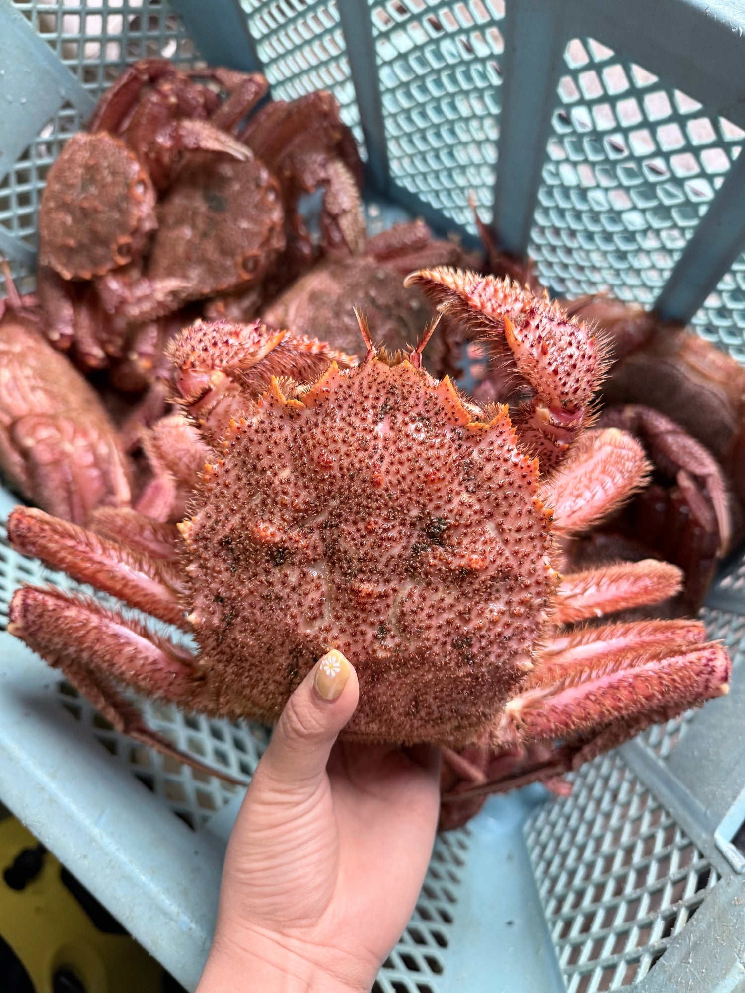 オホーツク常呂産 しばれ毛蟹