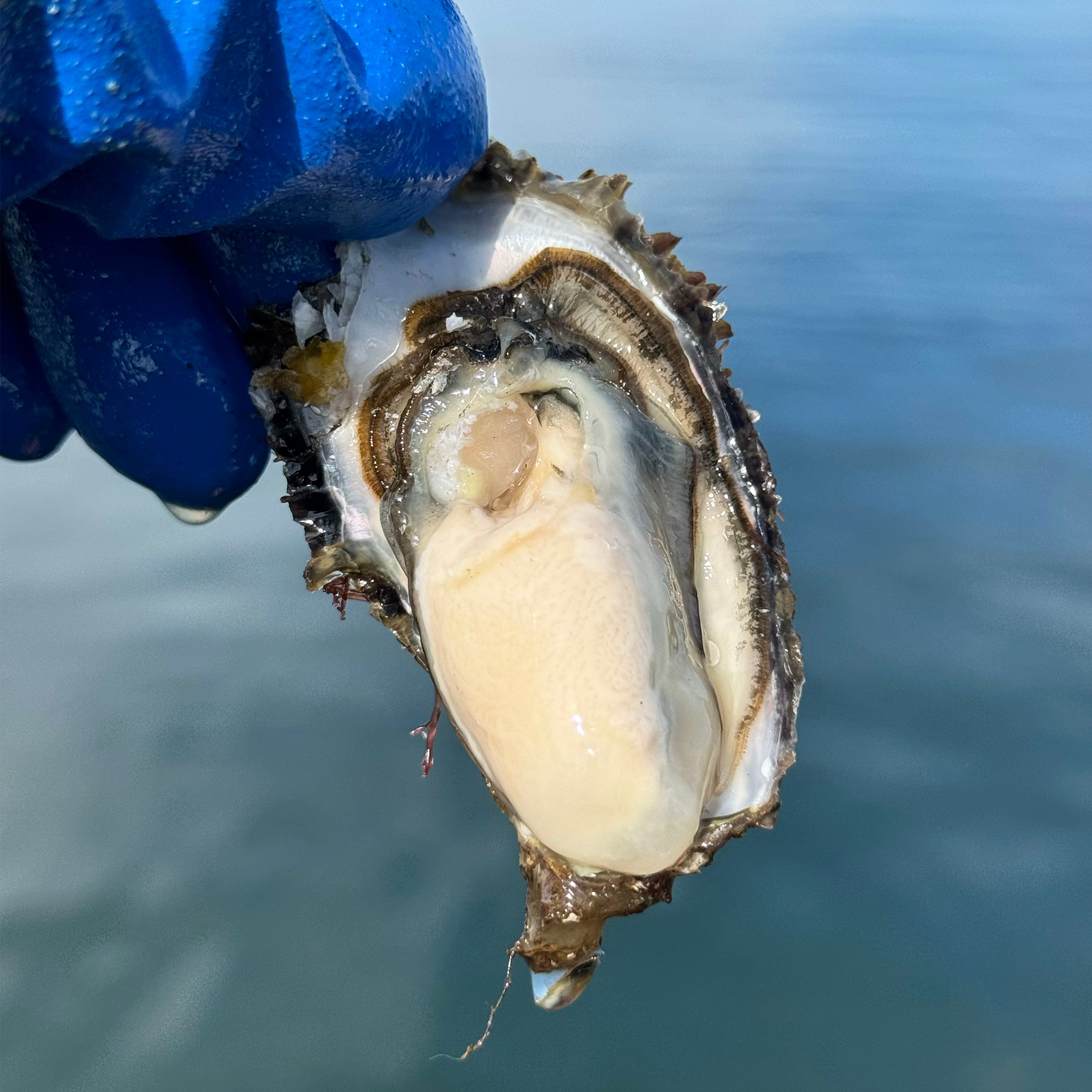 【二年牡蠣】一粒流氷しずく 殻付きプレミアム生牡蠣