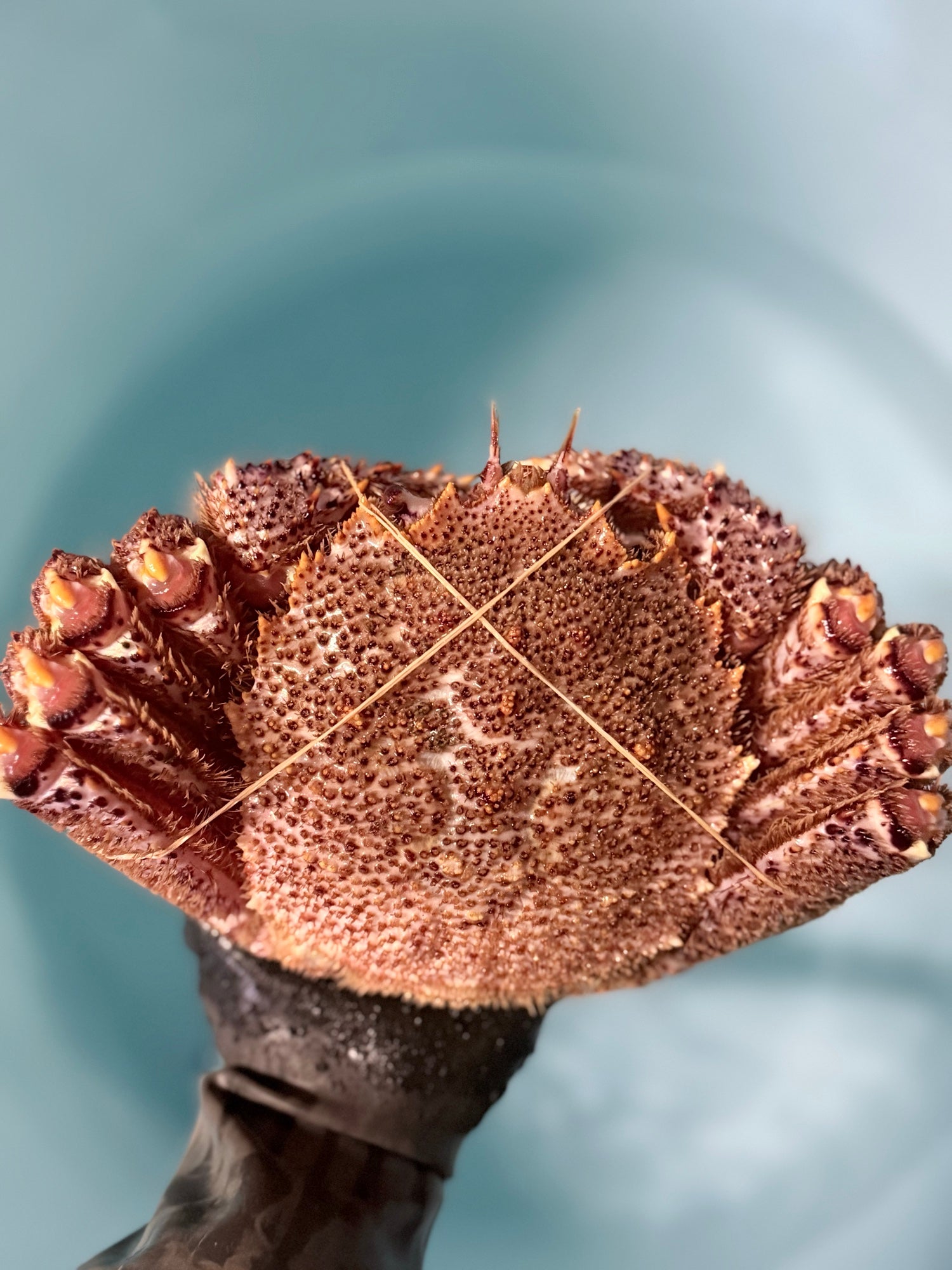 オホーツク常呂産 しばれ毛蟹