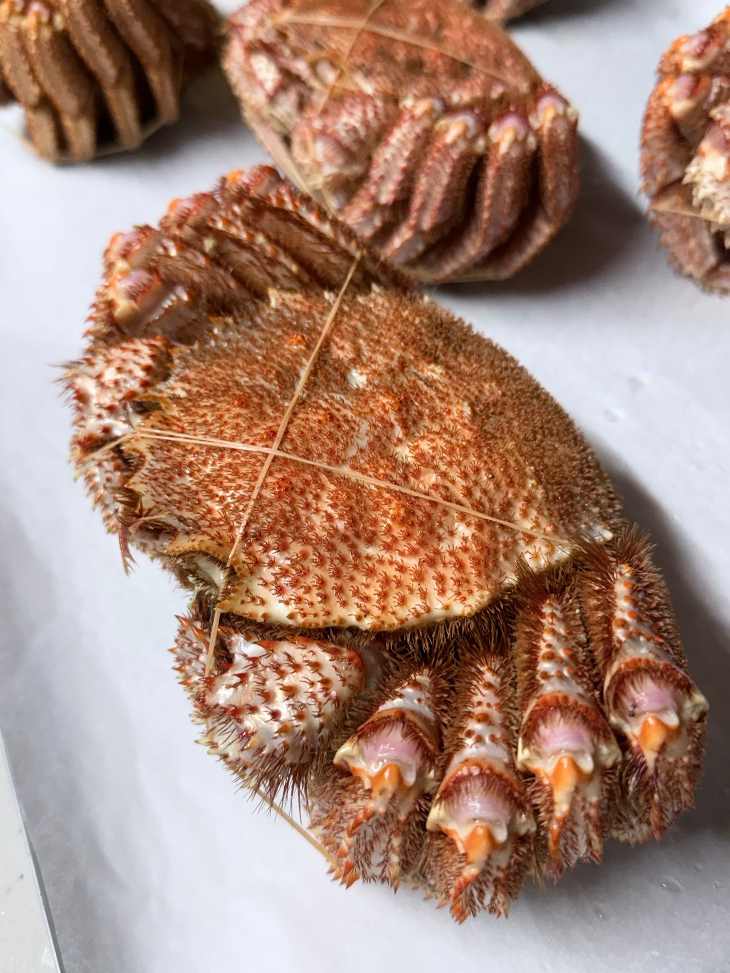 オホーツク常呂産 しばれ毛蟹