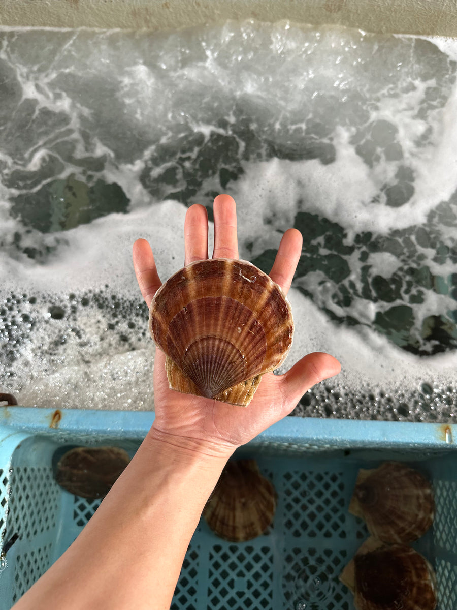 漁師直送！北海道野付産活ホタテ13kg詰め（39-52枚） 漁師直送！北海道野付産活ホタテ13kg詰め（39-52枚）の通販 by