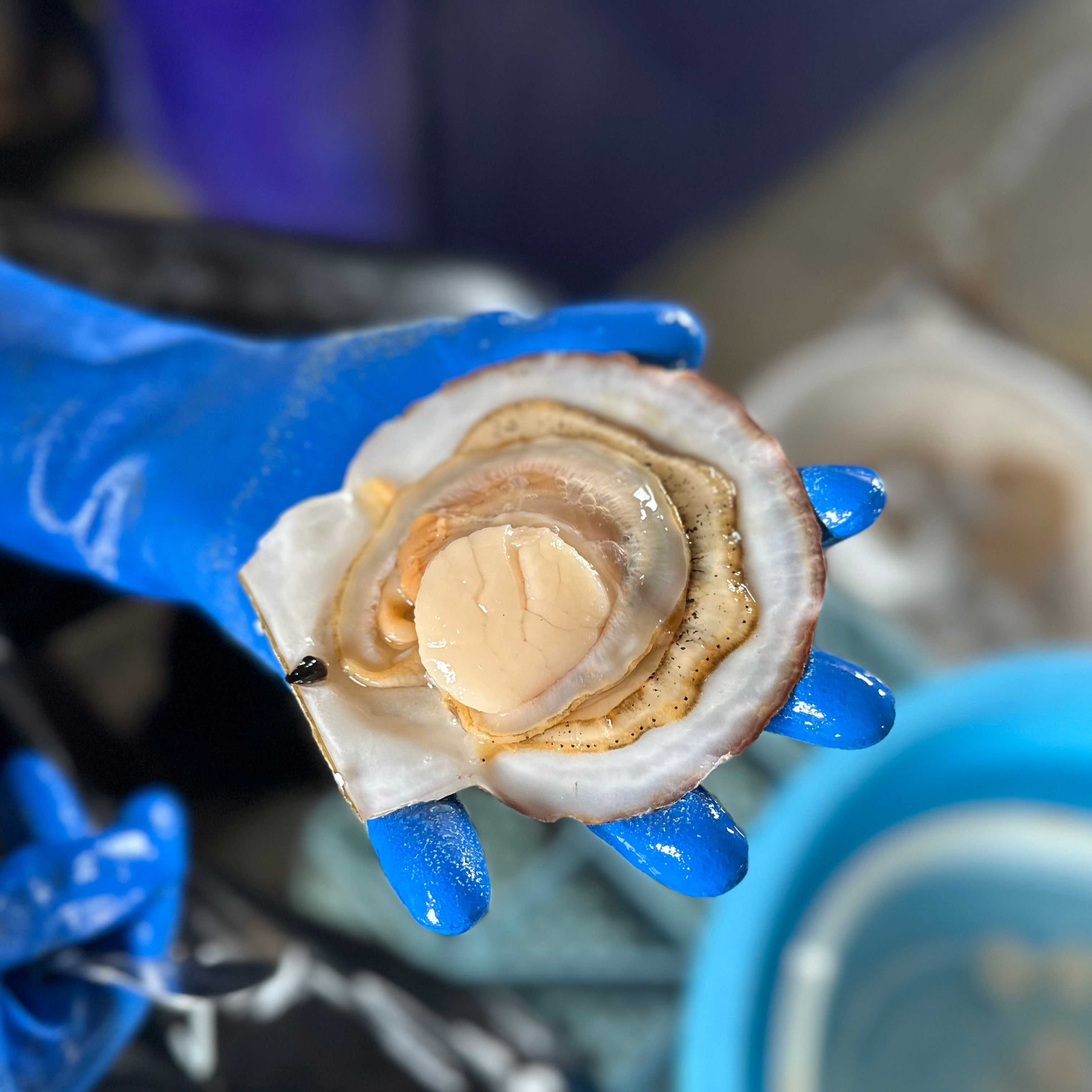 予約注文のみ受付中【幻】北海道漁師直送 殻付き極上3Lビッグホタテ-「白峰」