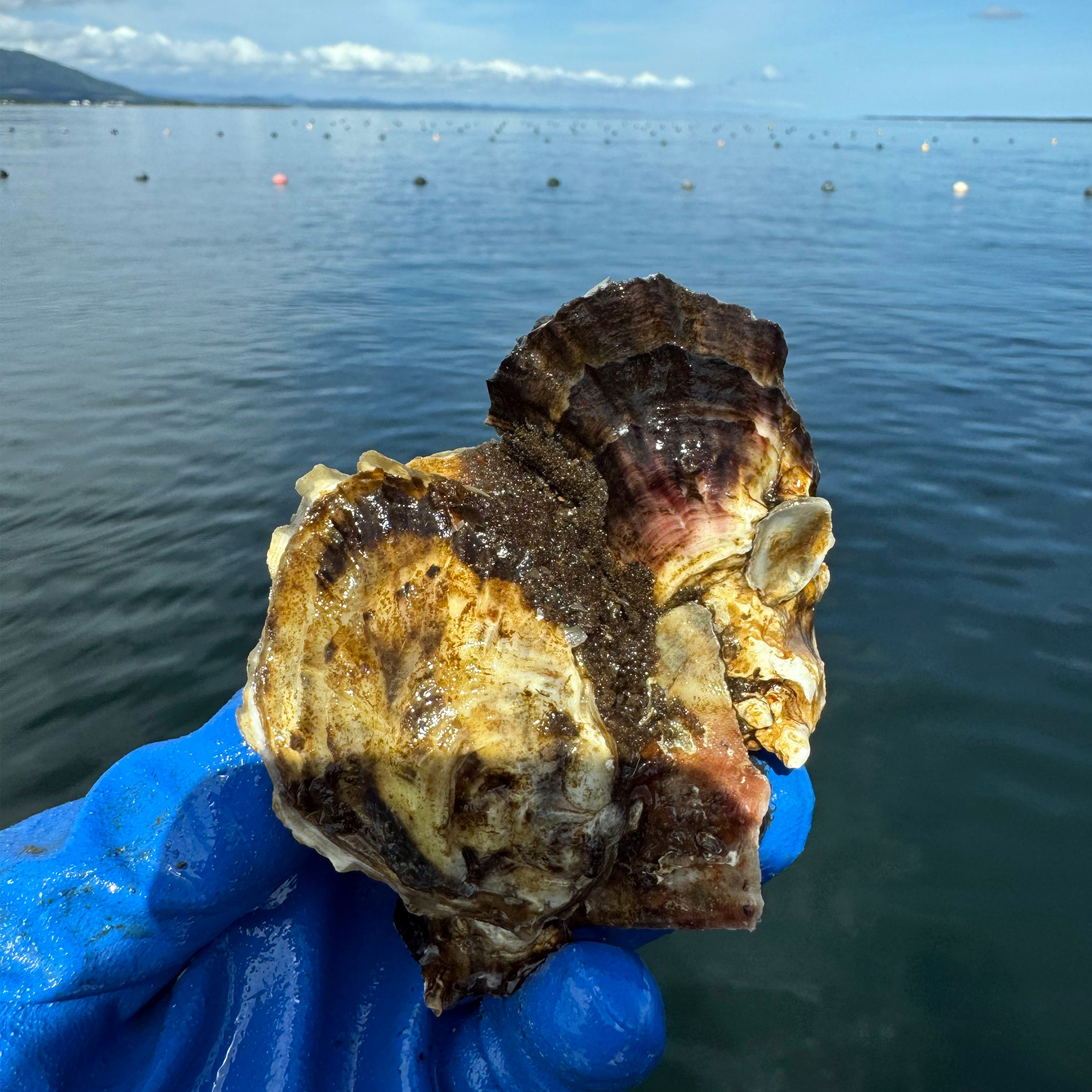 【二年牡蠣】一粒流氷しずく 殻付きプレミアム生牡蠣