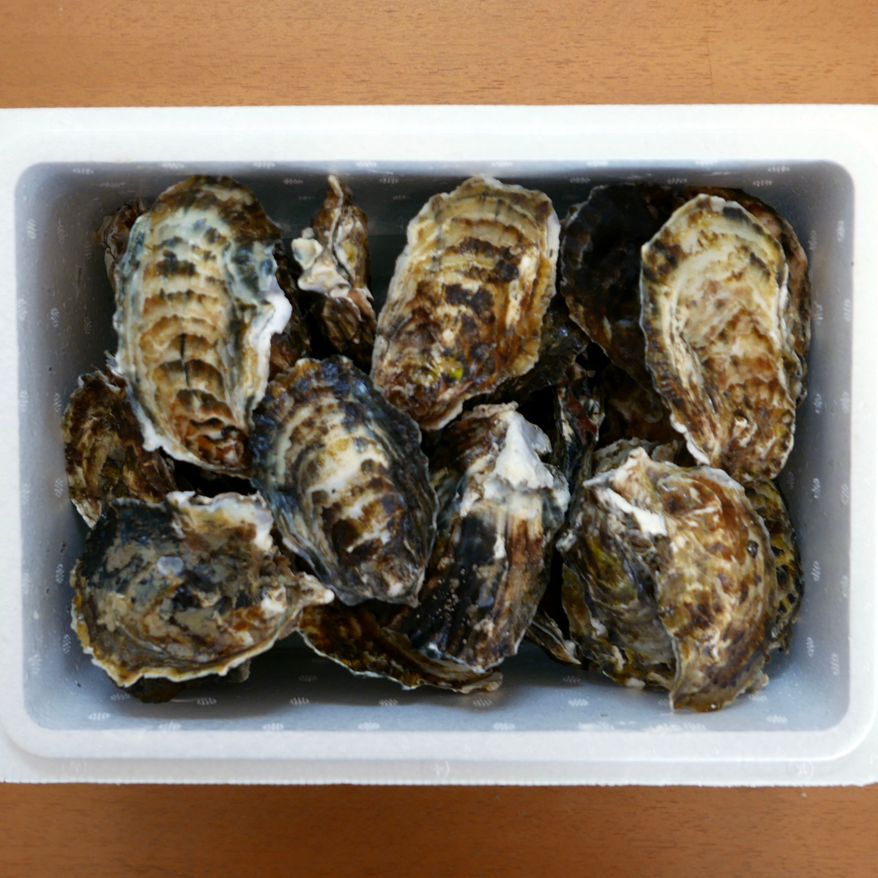 【二年牡蠣】一粒流氷しずく 殻付きプレミアム生牡蠣