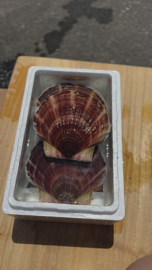 関西の方限定！漁師直送 野付産特大活ホタテ10キロ36枚前後 関西の方限定！漁師直送 野付産特大活ホタテ10キロ36枚前後